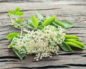 Elderberry flowers on the wooden background.