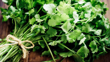 Coriander